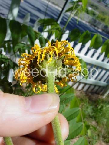 elecampane